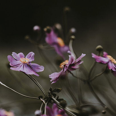 Cereria Mollá Duftproben Set – 9 Düfte zu Hause testen