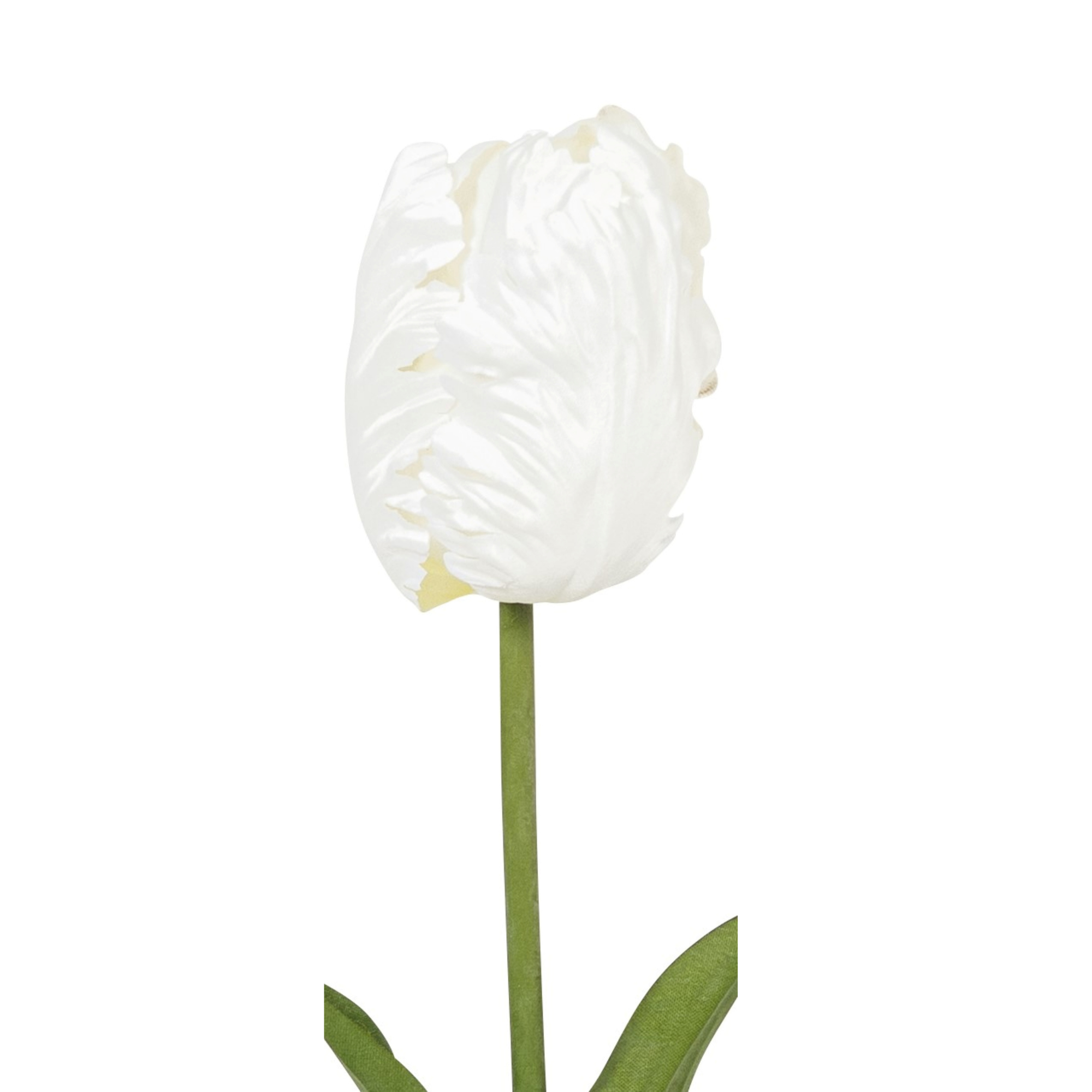 Papageientulpe Seidenblume - weiß | 57 cm