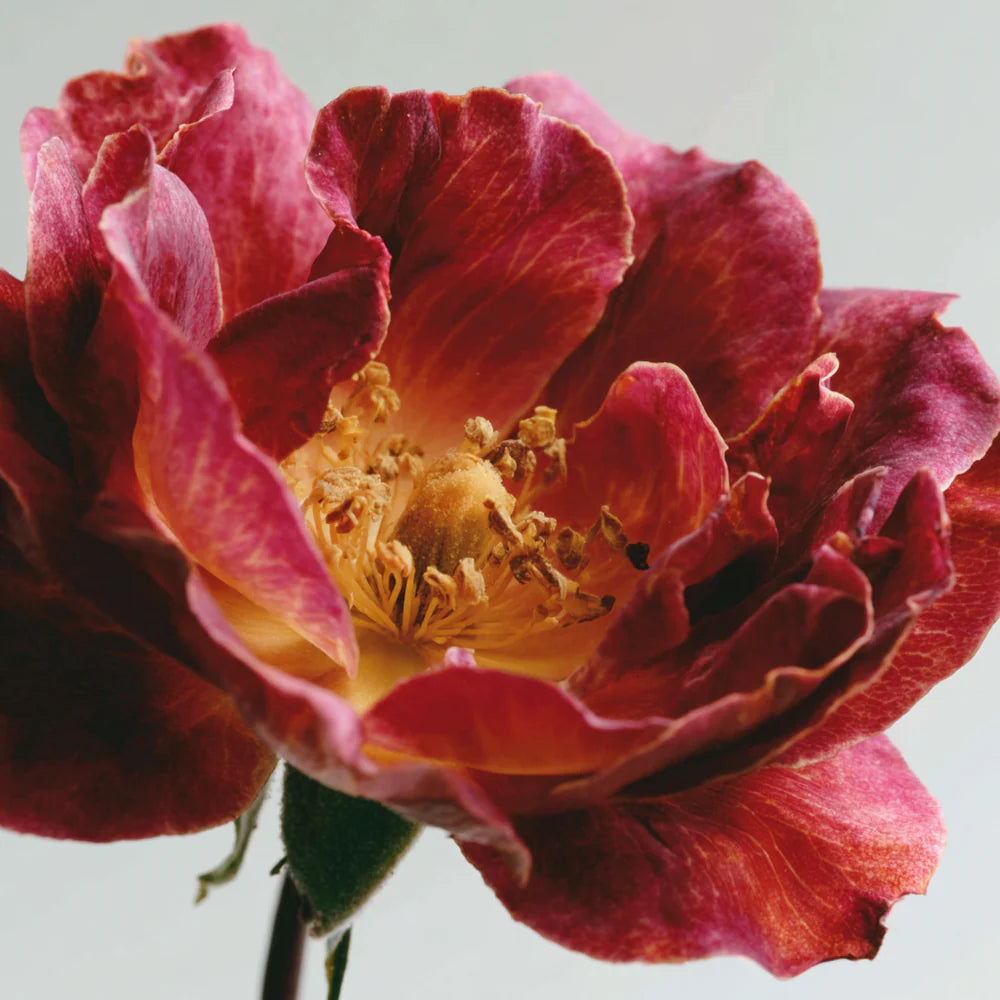 Uplifting Räucherstäbchen – Rose & Geranium | Cereria Mollá – Ein Stück ...