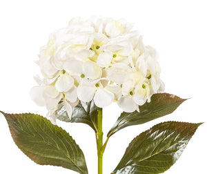 Hortensie 70cm Blütenknospen