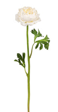 Bild in Galerie laden, Ranunkel 46 cm langer Blütenstiel mit Blüte
