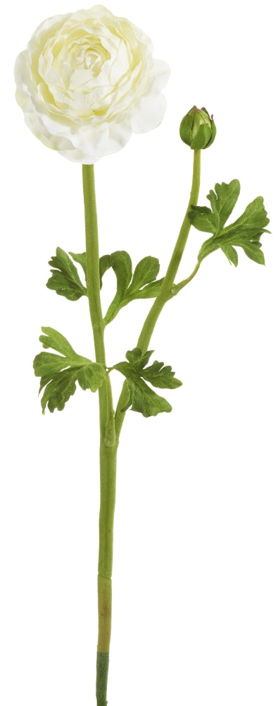 Ranunkel 50 cm langer Blütenstiel mit Blütenkopf mit Knospe