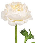 Bild in Galerie laden, Ranunkel 46 cm langer Blütenstiel mit Blüte
