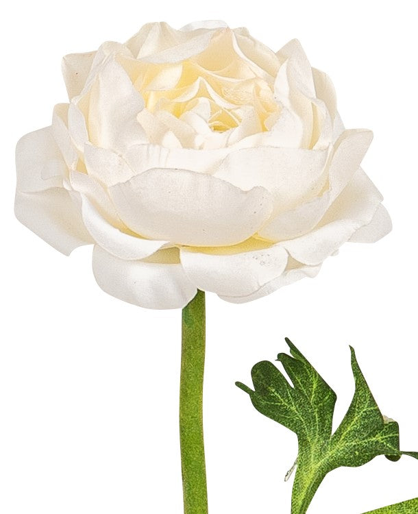 Ranunkel 46 cm langer Blütenstiel mit Blüte